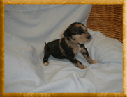 Our merles 