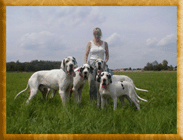 Great Dane von Schlesien