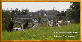 Great Dane von Schlesien