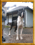 Excellent Earl Black von Schlesien
